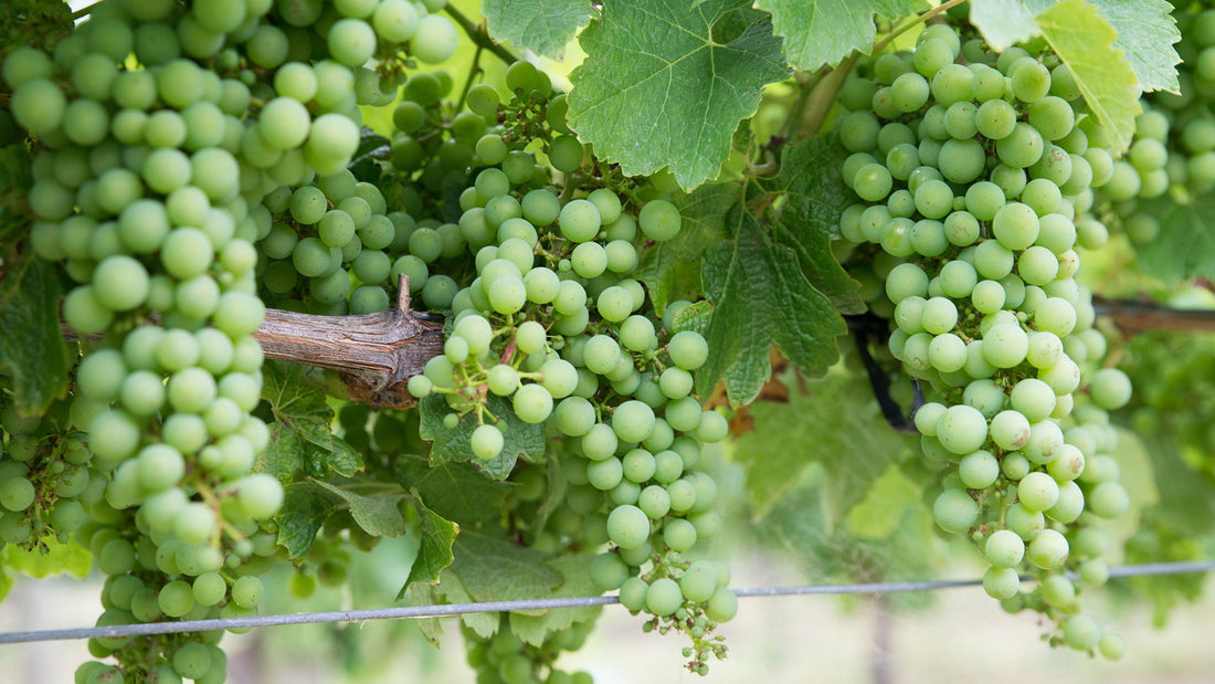 White wine grapes hanging on a vine