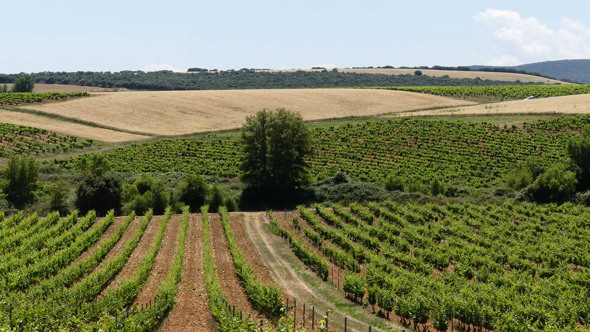 Spanish-wine-producing-region-Rioja