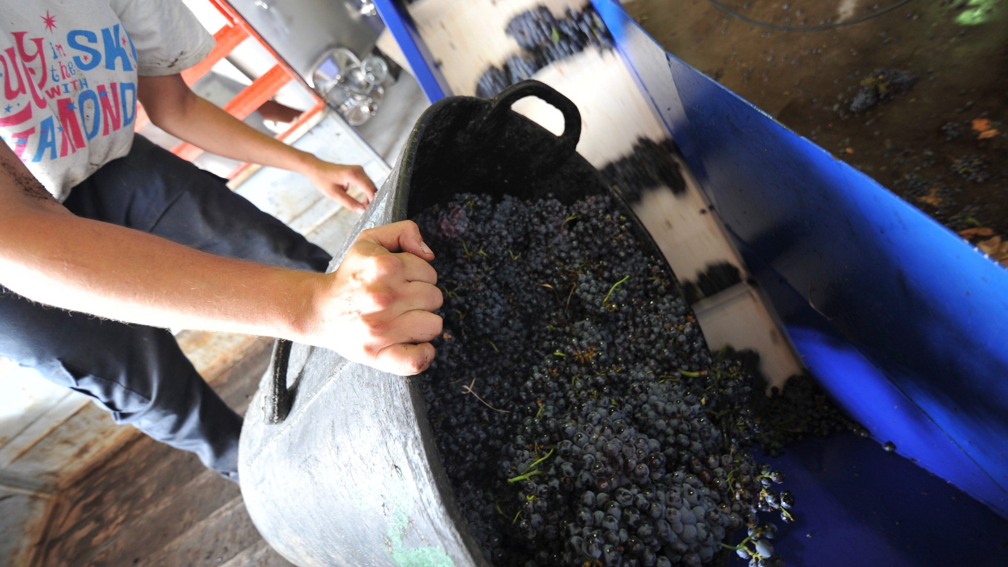 A winemaker pouring red wine grapes into a crusher