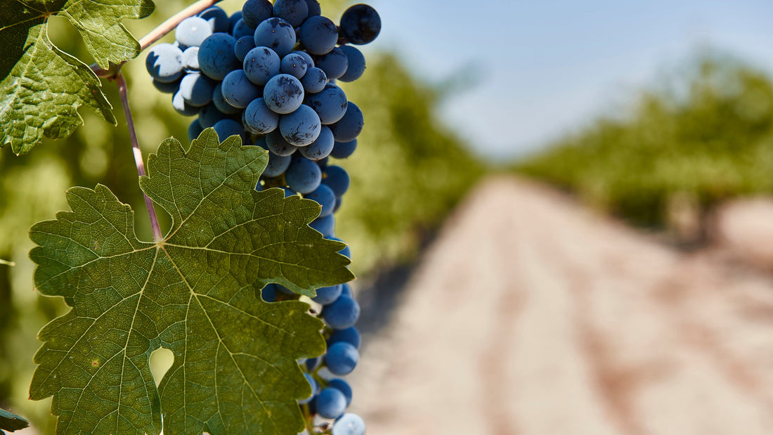 5 Spanish Wine Grapes to Try | Simply Spanish Wine