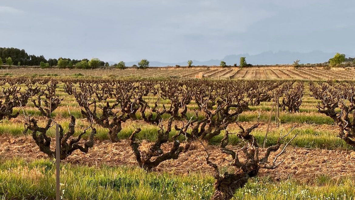 A vineyard at Spanish wine producer A T Roca