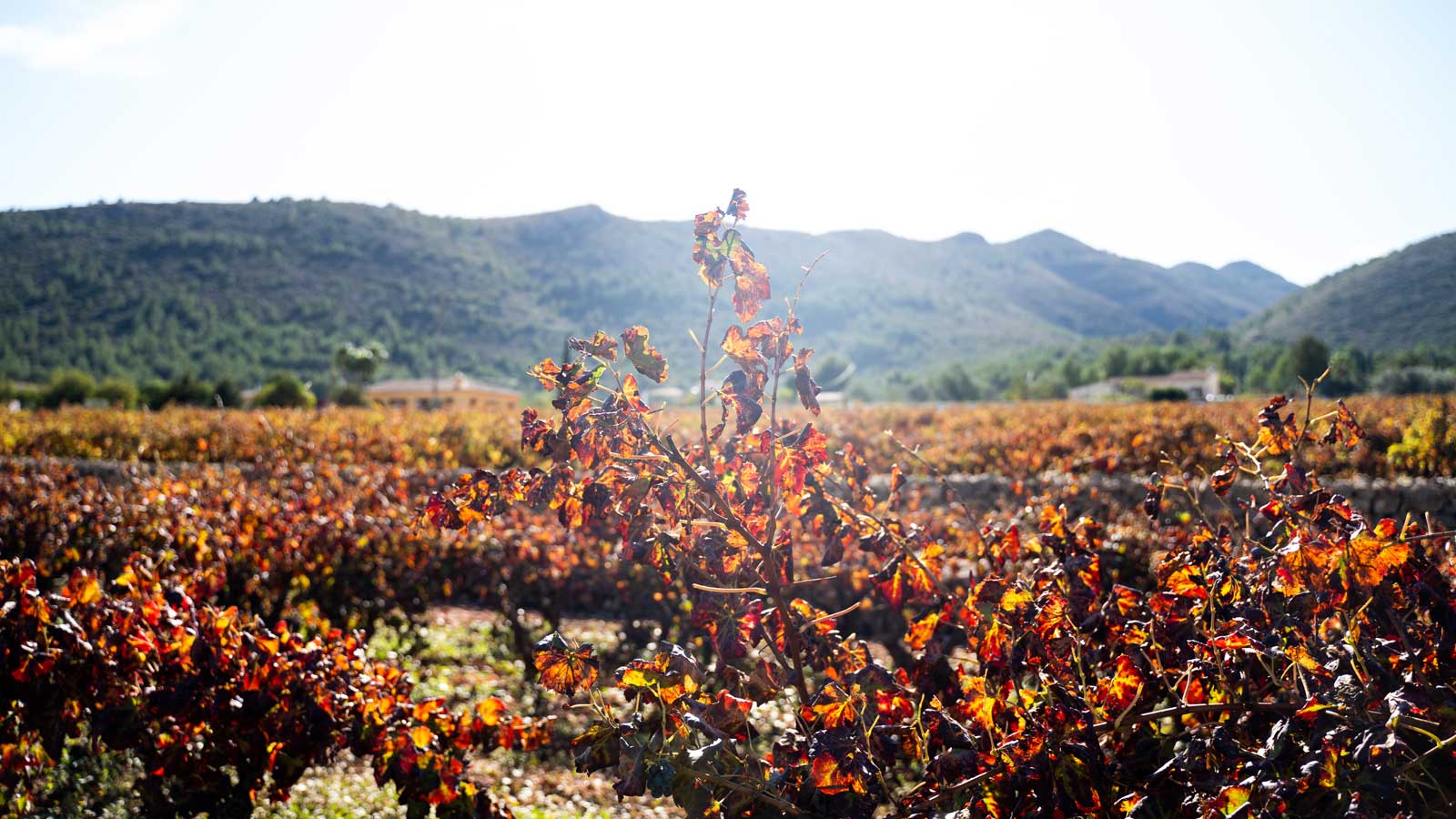 A vineyard in the autumn in the Spanish wine region of Alicante