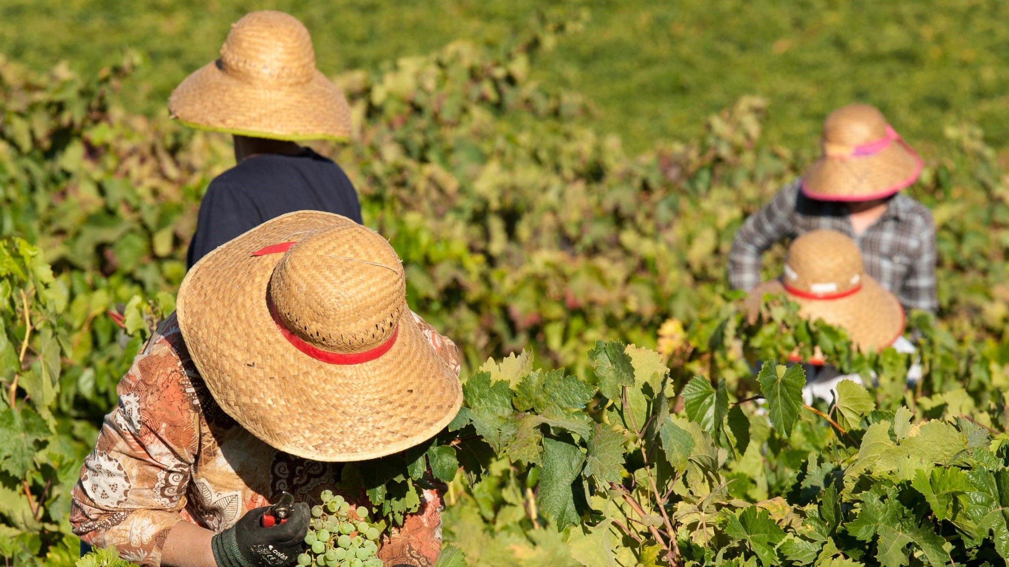 Harvesting grapes at the Spanish wine producer Barbadillo
