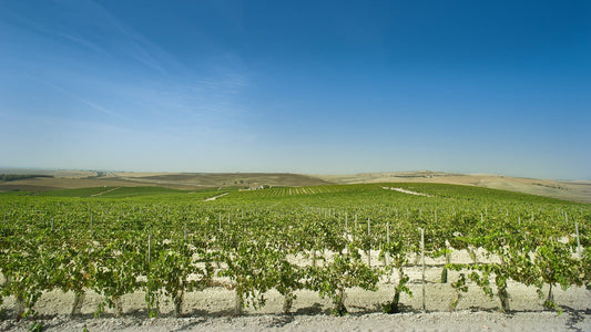 A vineyard in the Spanish wine region of VT Cadiz