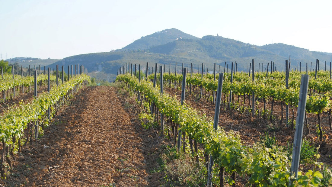 A vineyard at Bodegas Grimau in the Spanish wine region of Penedes