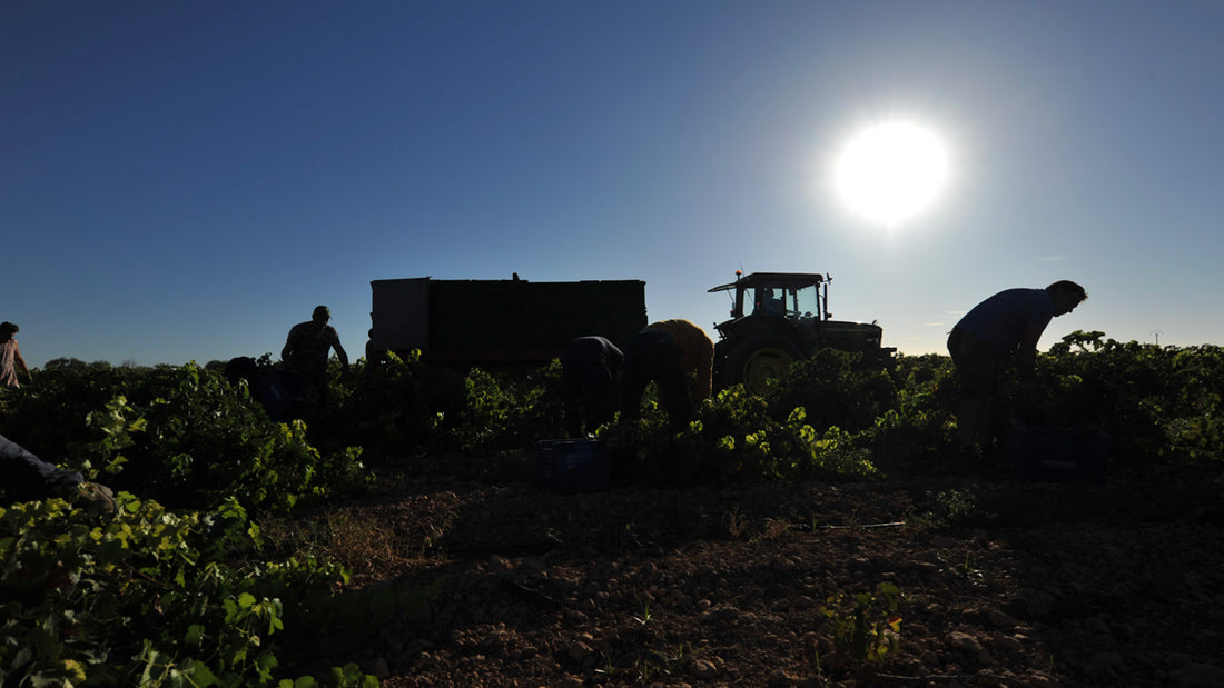 Silhouette of harvest workers in a Spanish vineyard