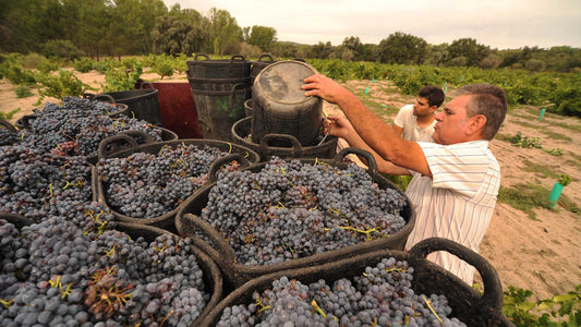 Winemakers harvesting grapes at a Spanish vineyard