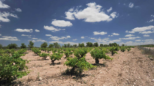 A vineyard in the Spanish wine region of Jumilla
