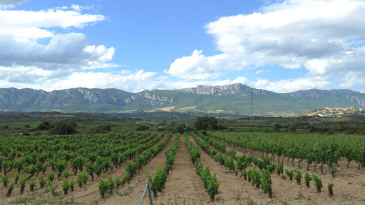 A landscape shot of a vineyard at Spanish wine producer MacRobert & Canals in the Spanish wine region of Rioja