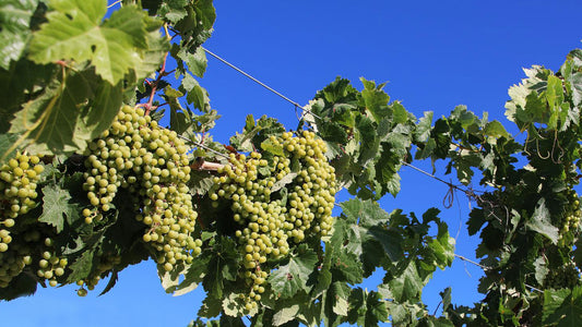 White wine grapes hanging on a vine