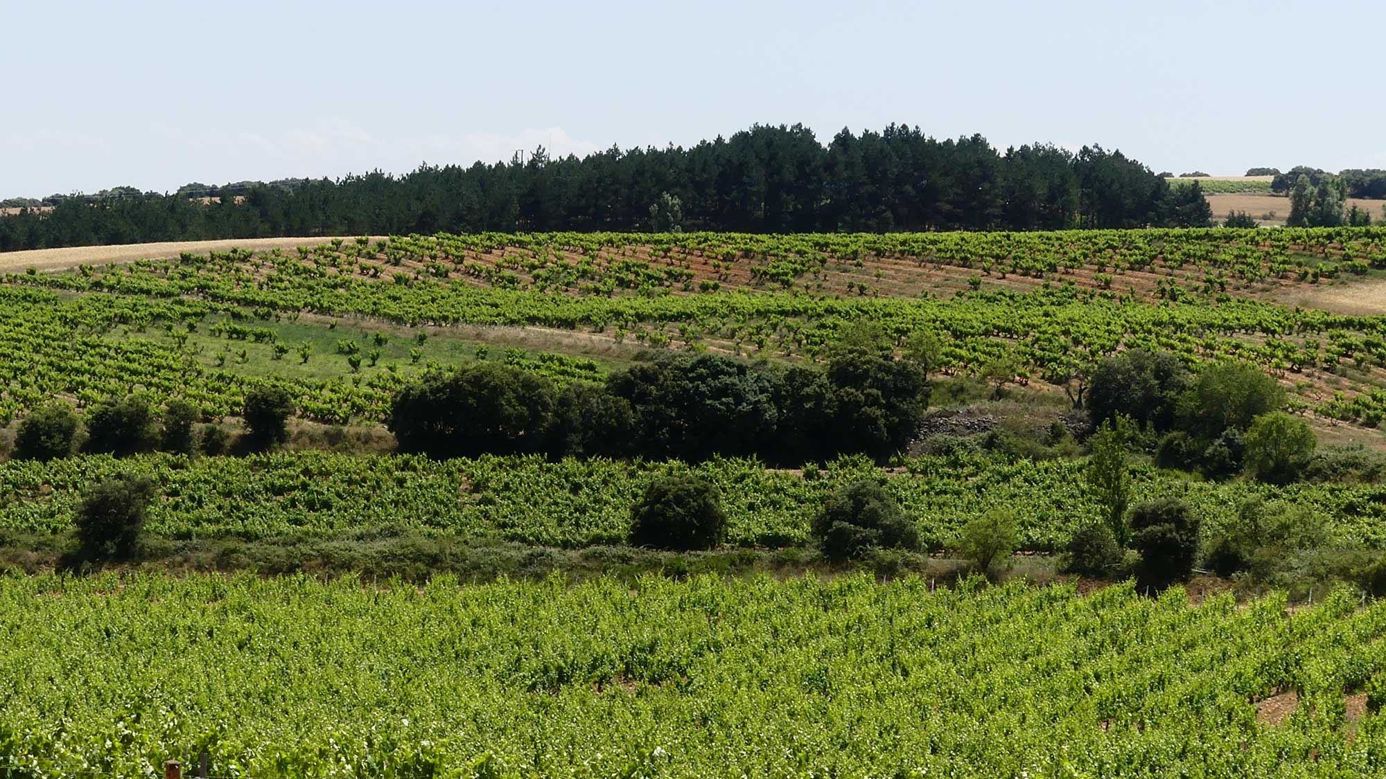 A vineyard in the Spanish wine region Rioja