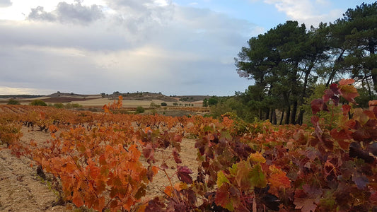A vineyard at Spanish wine producer Bodegas Ismael Arroyo