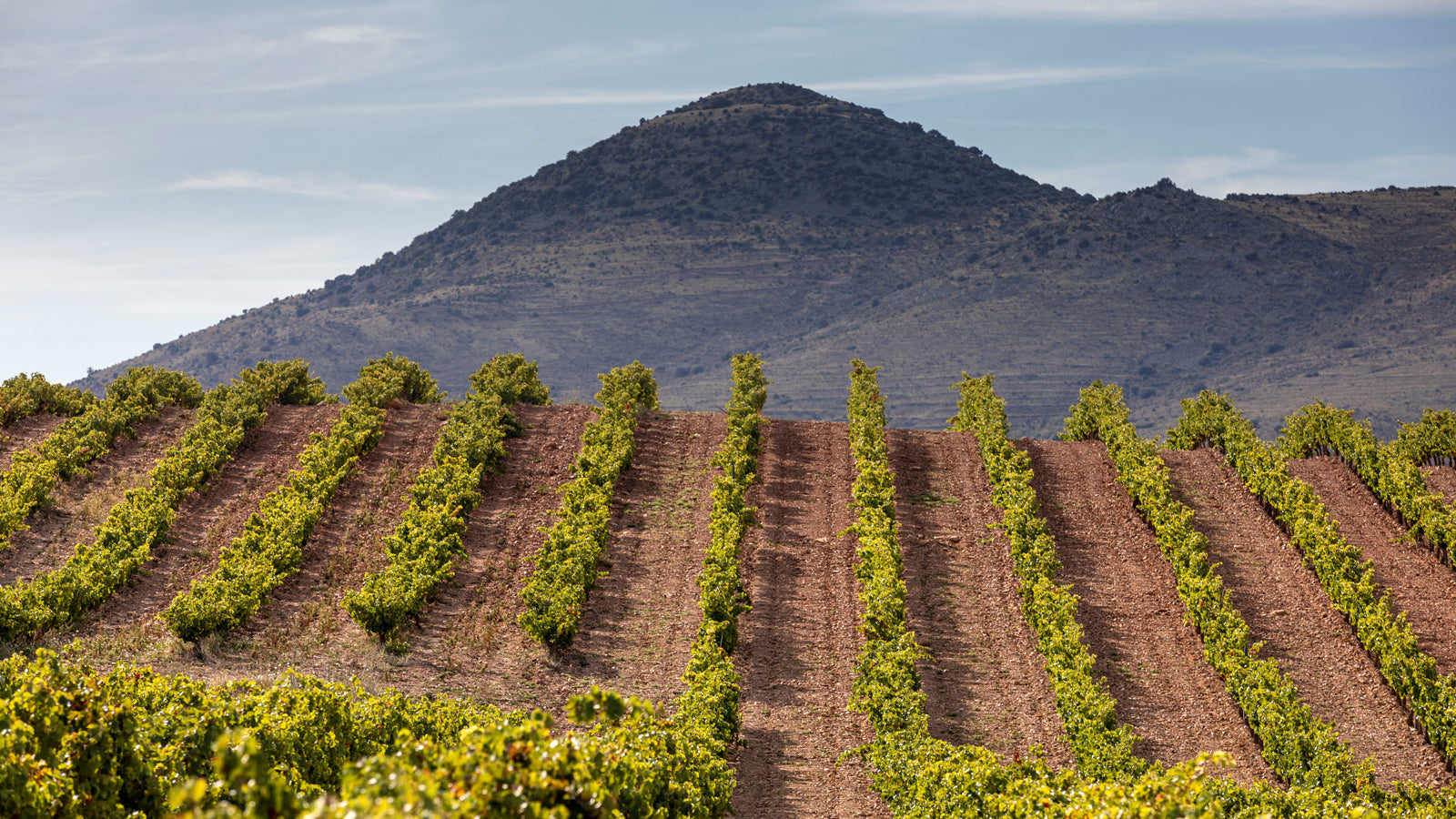 A vineyard in the Spanish wine region of Somontano