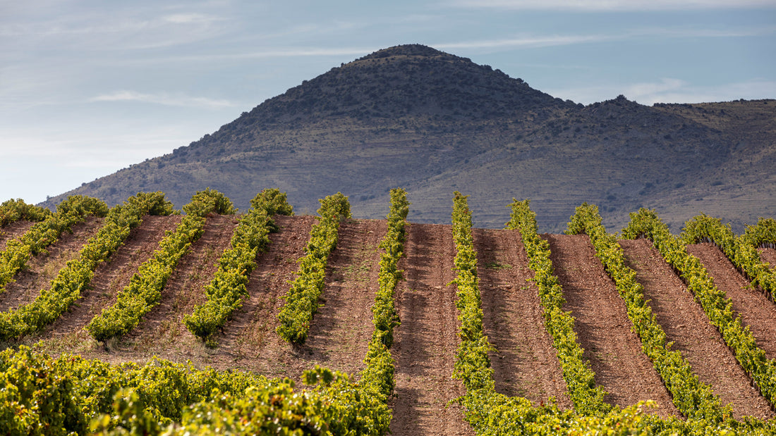 A vineyard in the Spanish wine region of Somontano
