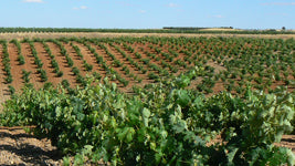 A vineyard in the Spanish wine region of Toro