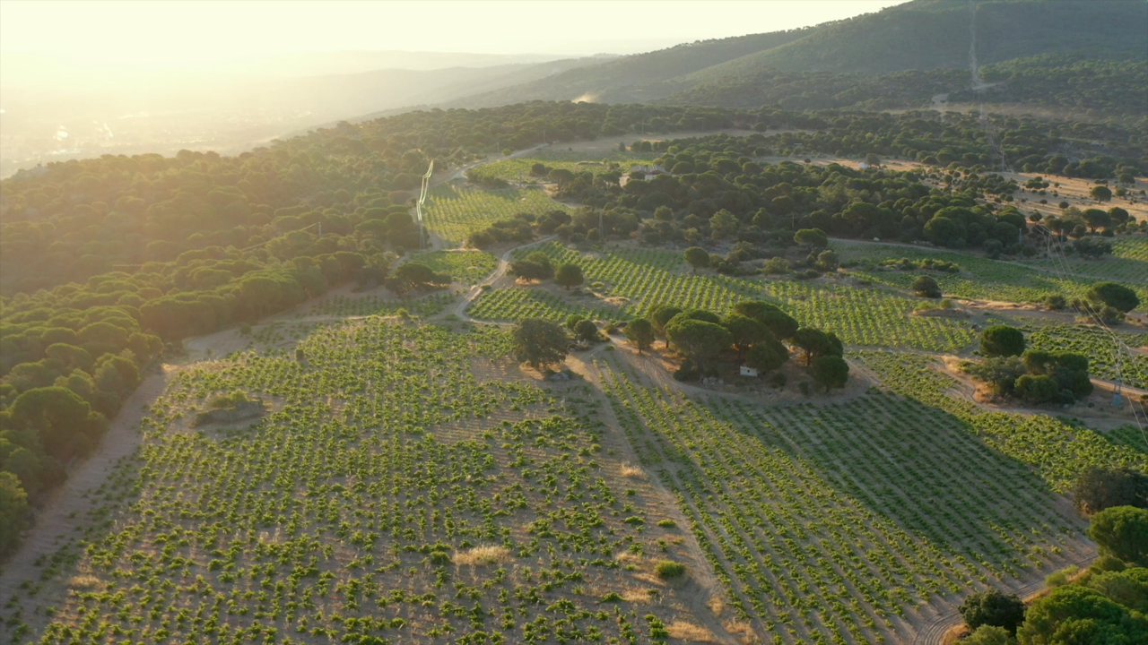 An aerial shot of vineyards in the Spanish wine region of Vinos de Madrid