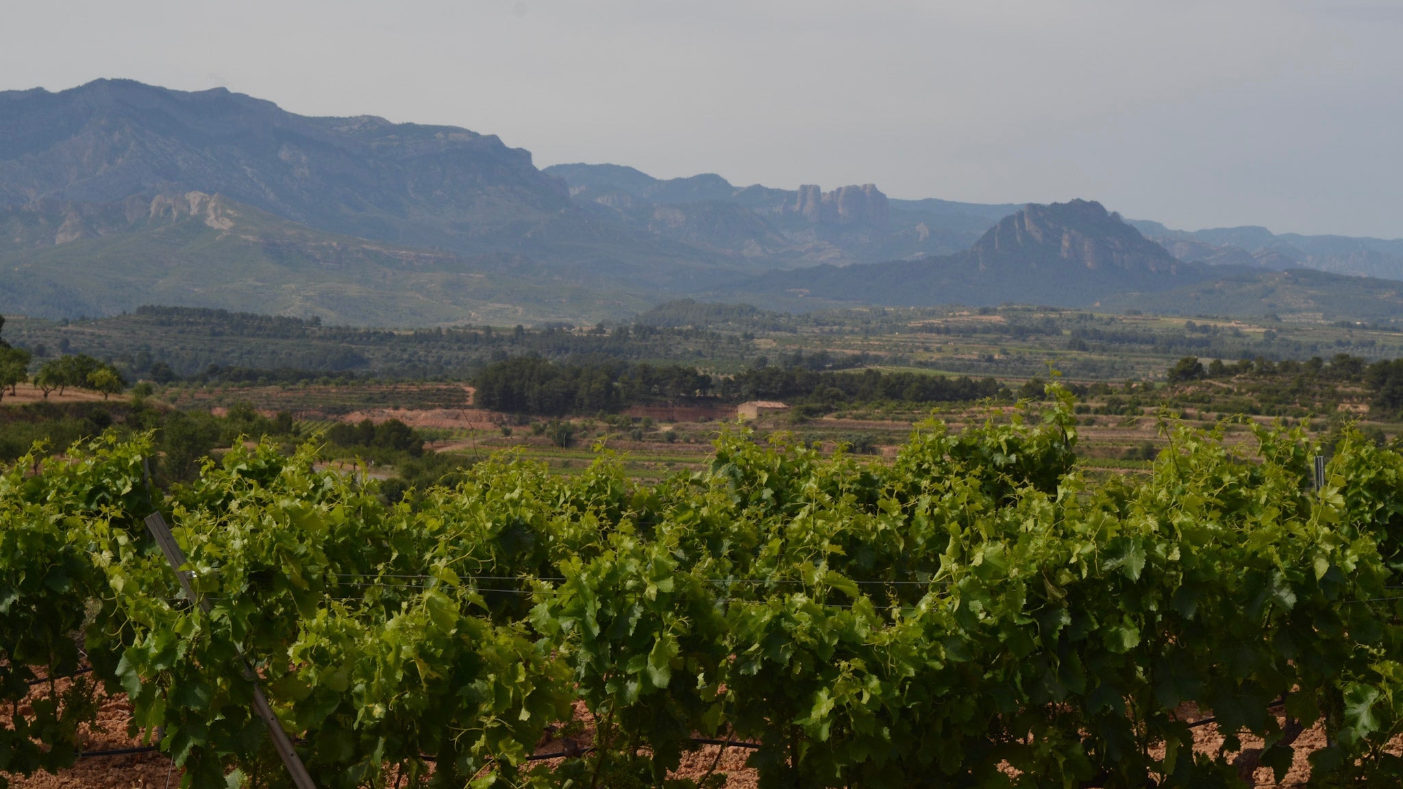 A landscape shot of a vineyard in Catalunya