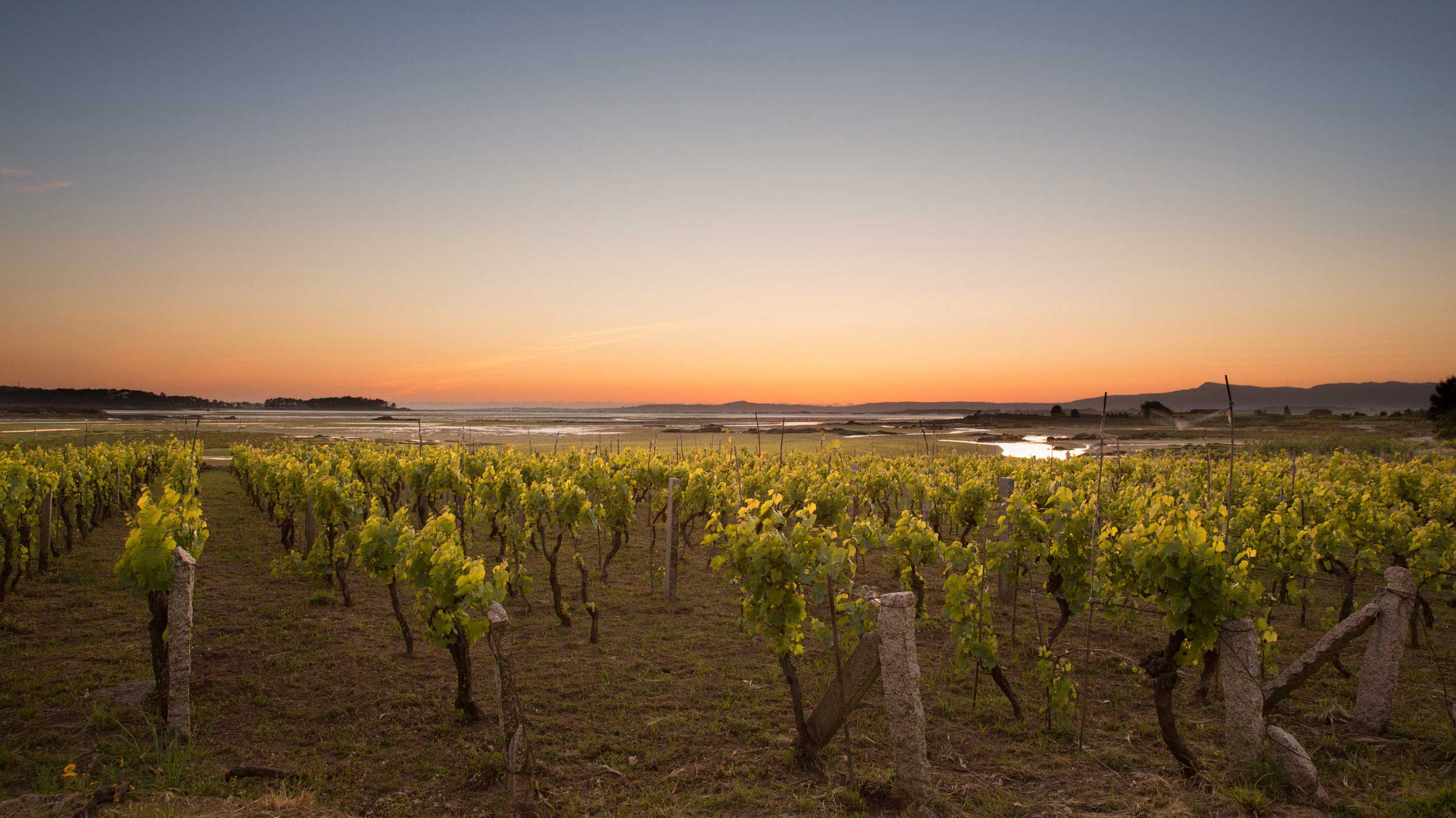A vineyard at sunset at the Spanish wine producer Fento Wines