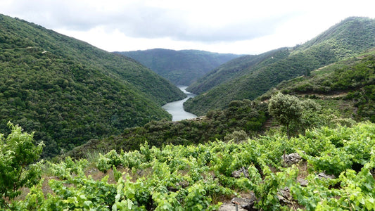 A landscape shot of a river and lush green riverbanks in Galicia in Spain 