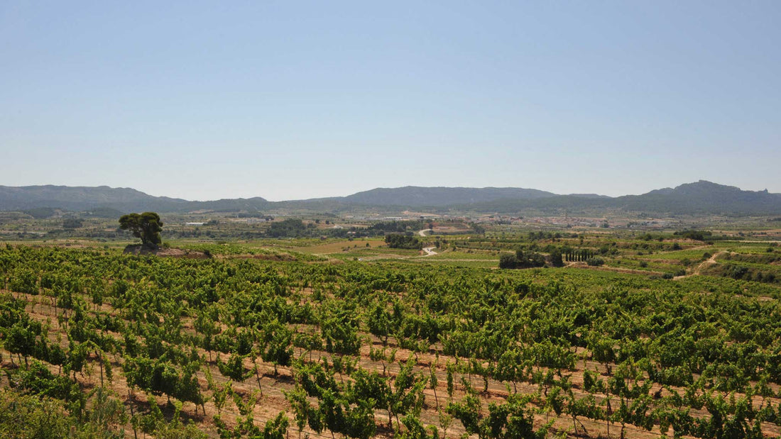One of the vineyards at Spanish wine producer I Tant Vins