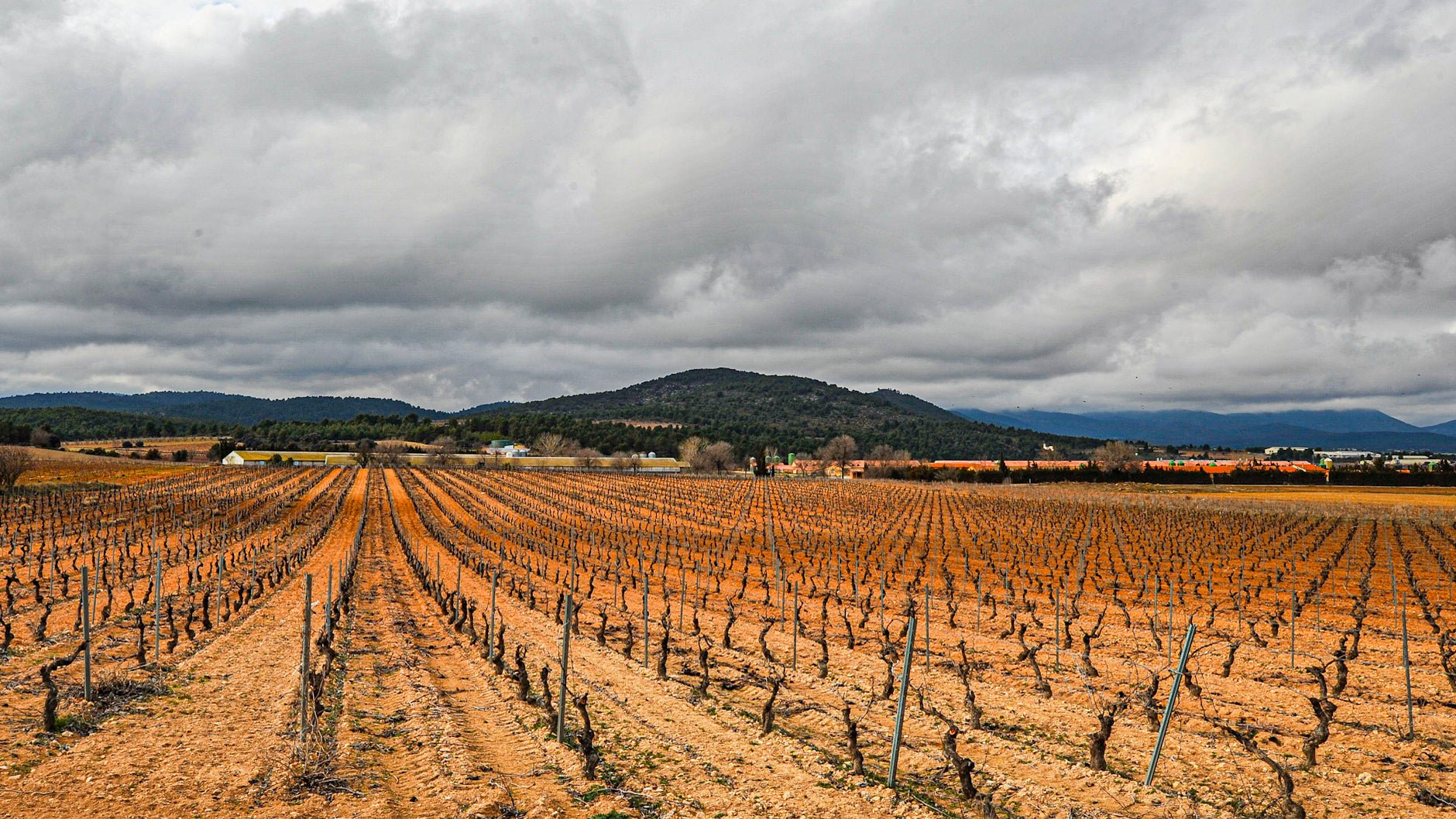 A vineyard in the Spanish wine region of Manchuela