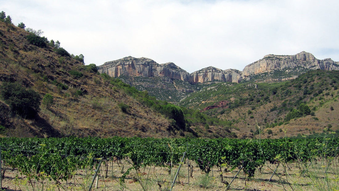 A vineyard in the Spanish wine region of Montsant with mountains in the background