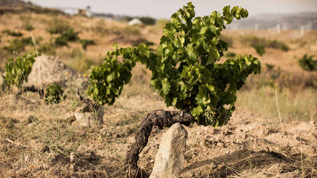 An old vine in a Spanish vineyard
