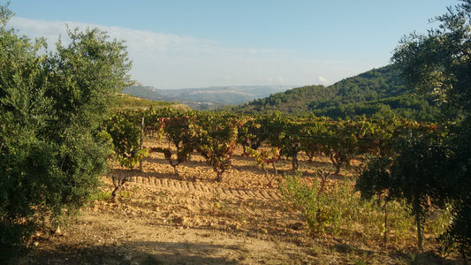 A vineyard in the Spanish wine region of Priorat