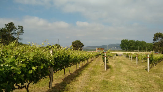 A vineyard in the Spanish wine region of Rías Baixas