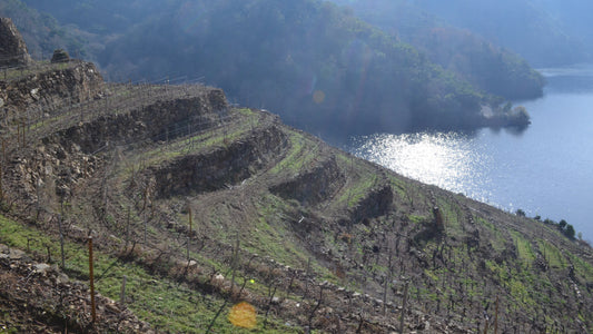 Steeply sloping vineyards on the banks of a river in the Spanish wine region of Ribeira Sacra in Galicia
