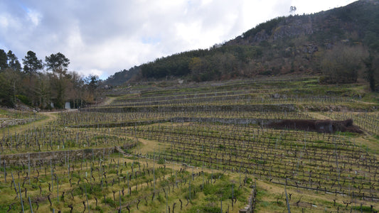 A vineyard in the Spanish wine region of Ribeiro