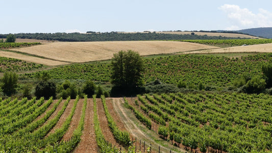 A landscape view of a vineyard in the Spanish wine region of Rioja