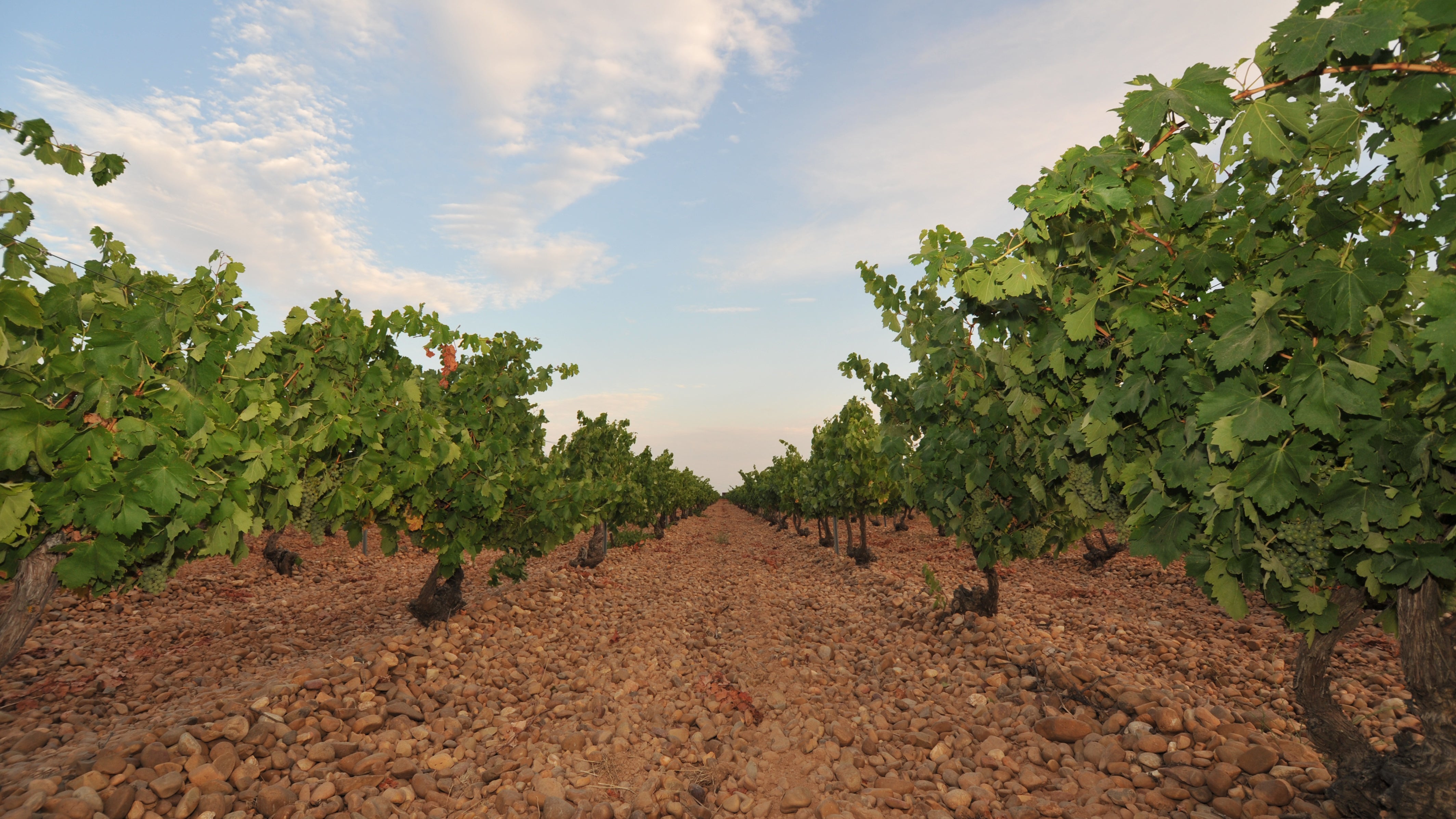 Close up of vines in a vineyard in the Spanish wine region of Rueda