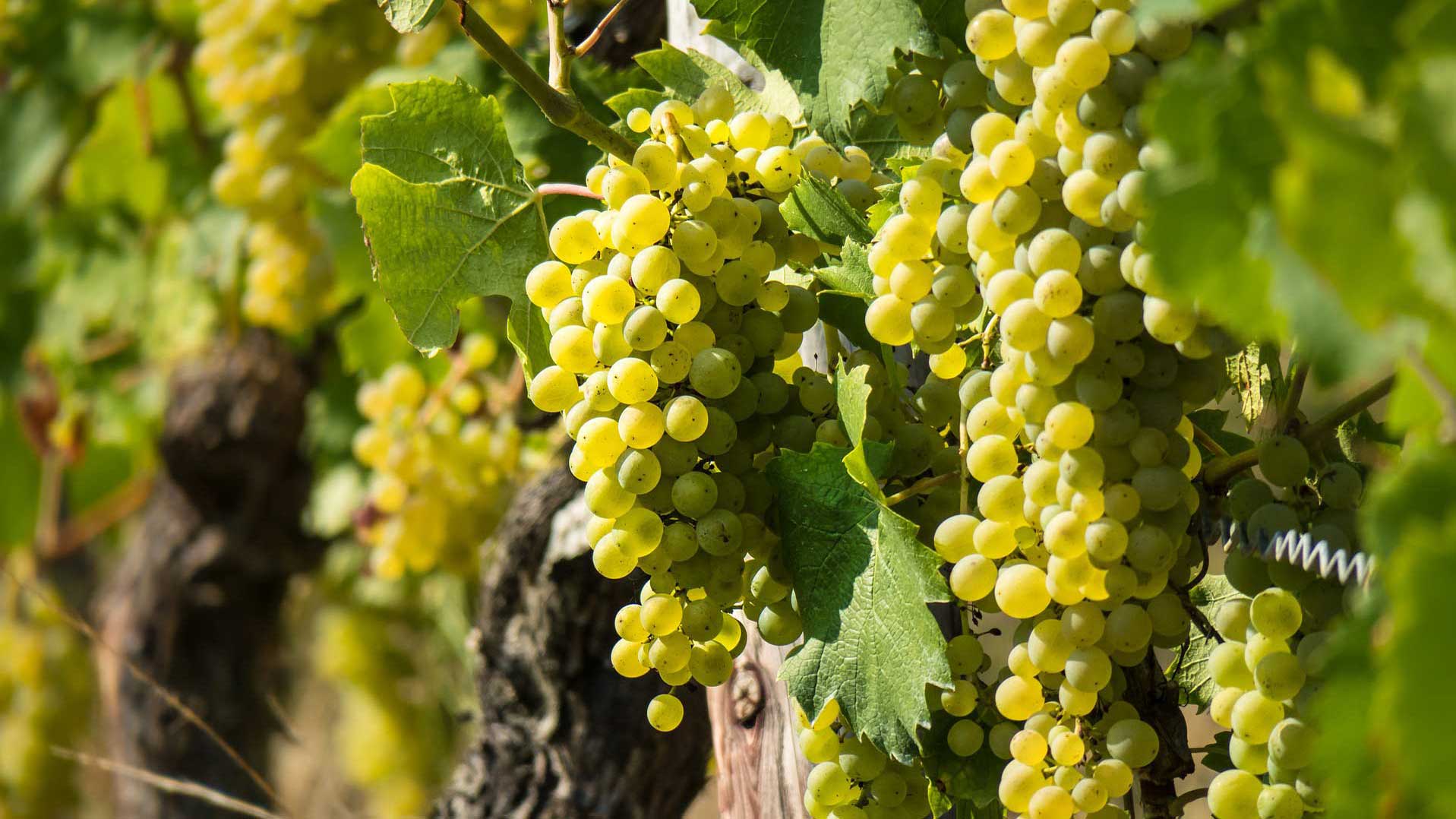 white grapes on a vine