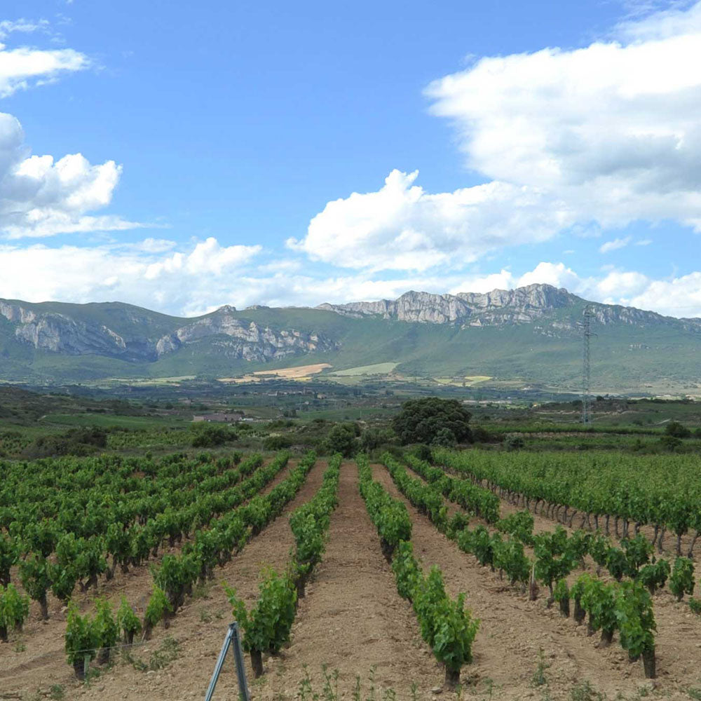 Spanish White Wine Laventura Viura from MacRobert & Canals