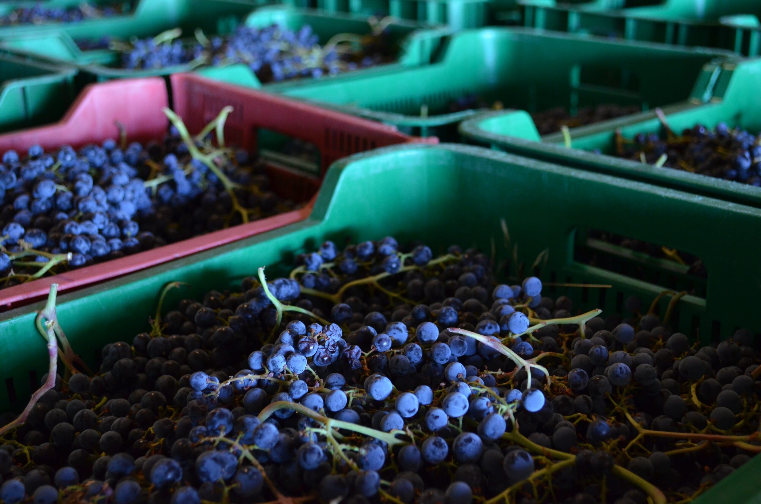 How red wine is made