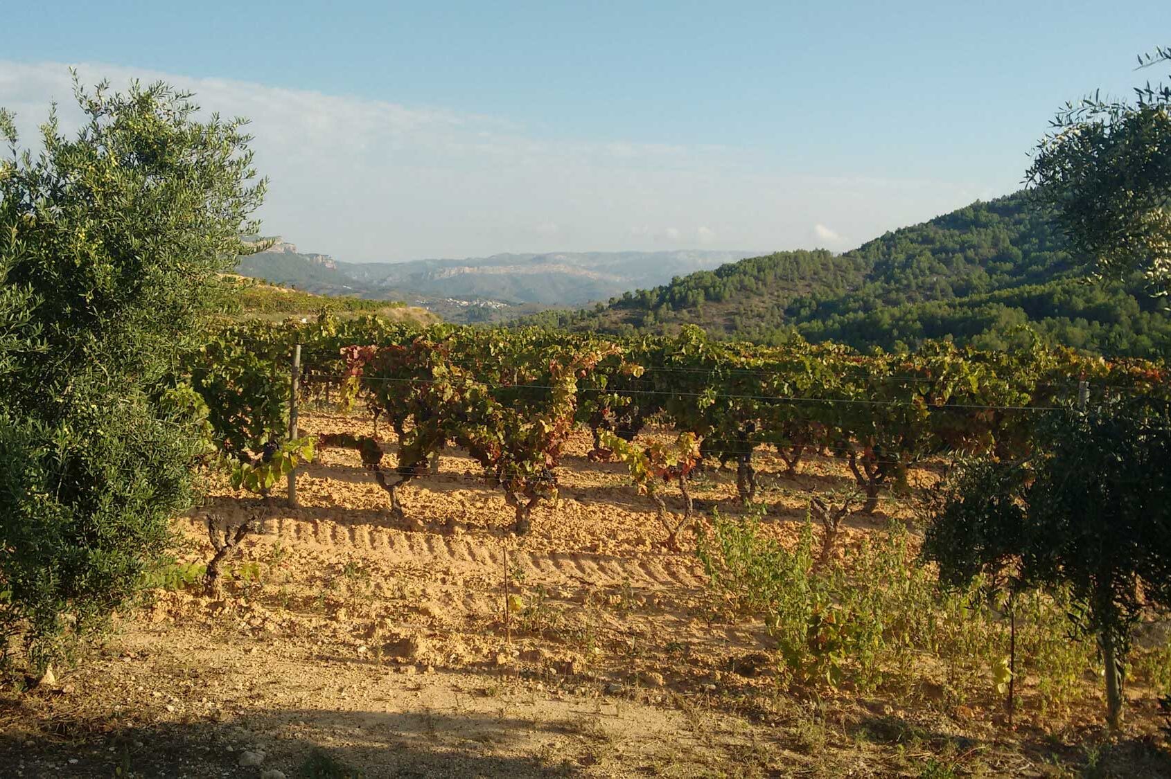 Catalunya a paradise for the vine